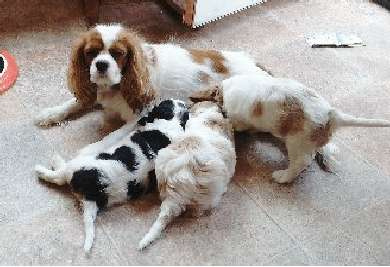 Click to magnify/shrink Brenda Raths Male, Cavalier, Preston wishes to share his children