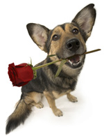 Dog with Rose